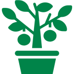 ফলের চারা