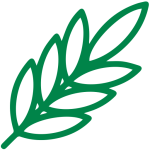 মসলা জাতীয় চারা সমূহ