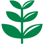 সবজির চারা সমূহ