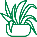 শোভা বর্ধনকারী গাছপালা